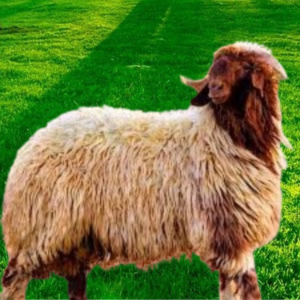 ذبيحة نعيمي هرفي (صغير)