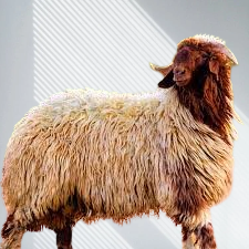 ذبيحة نعيمي جذع (وسط)