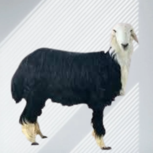 نجدي جذع (وسط)