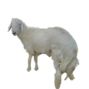 You are currently viewing توصيل ذبايح للبيت الرياض