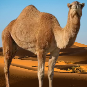 حاشي لباني طازج