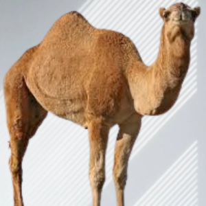 حاشي لباني طازج