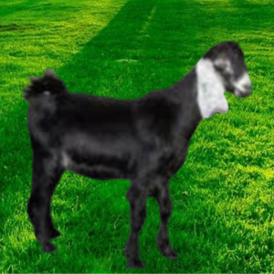 TYIES AL-WALEEMA SACRIFICE YR تيس بلدي (لباني)