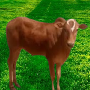 عجل لباني طازج