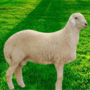 You are currently viewing توصيل افضل الذبايح الحري للبيت الرياض – شامل الذبح والتقطيع والتغليف