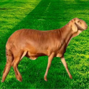 ذبيحة عقيقة سواكني